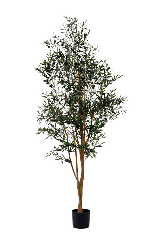 7'-5" Olive Tree