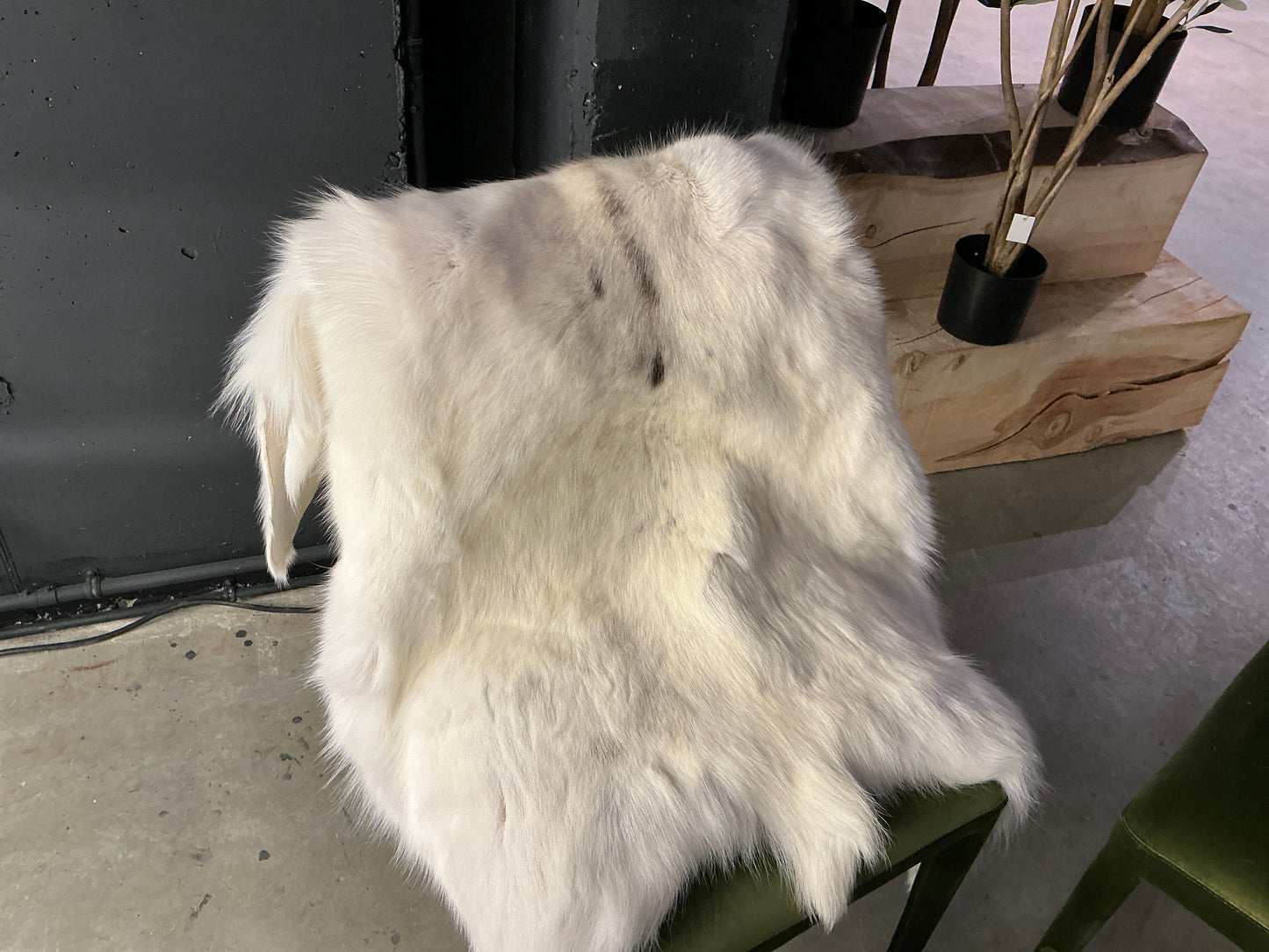 Albino reindeer pelt