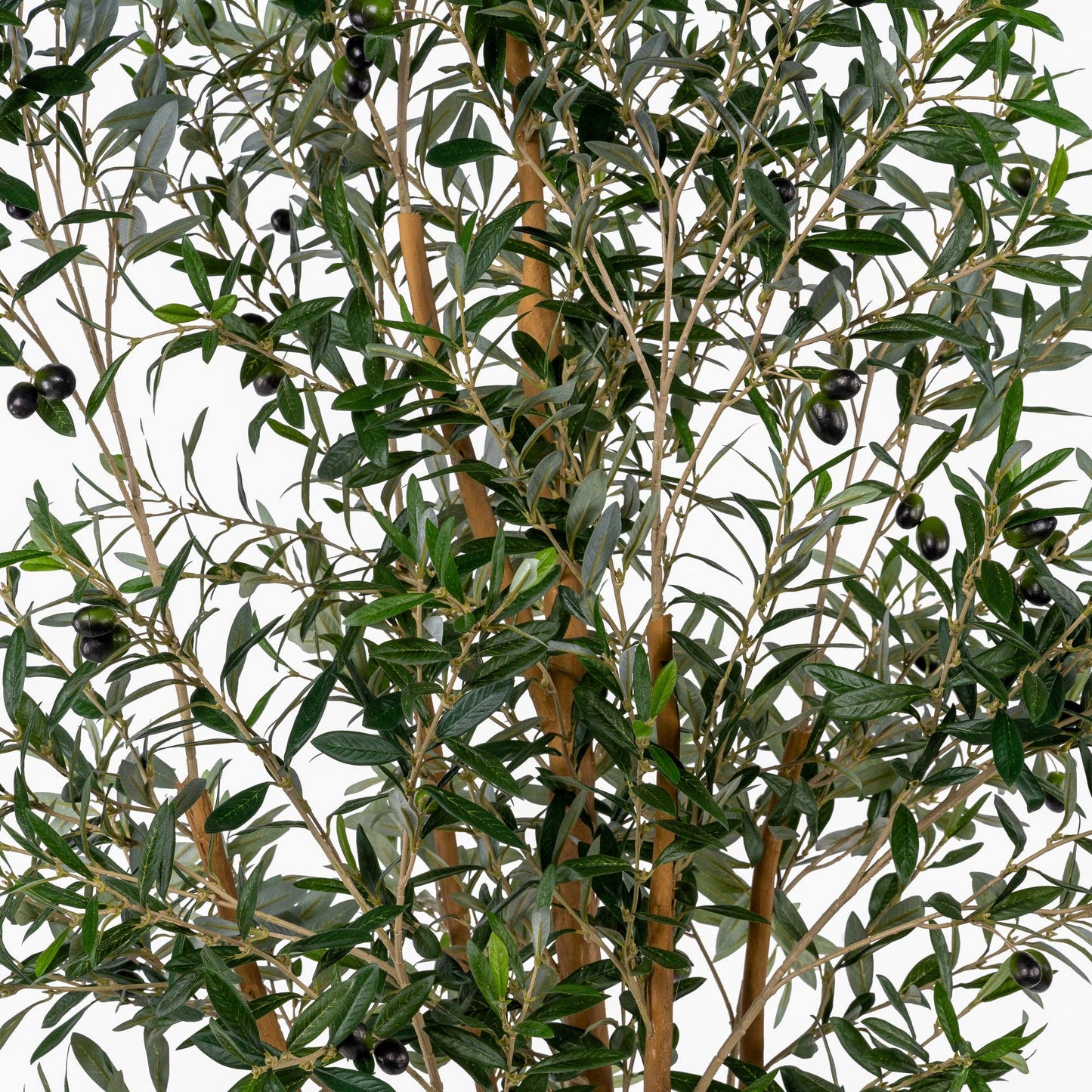 7'-5" Olive Tree