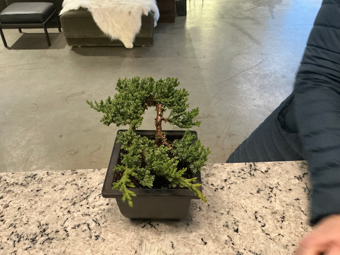 Bonsai