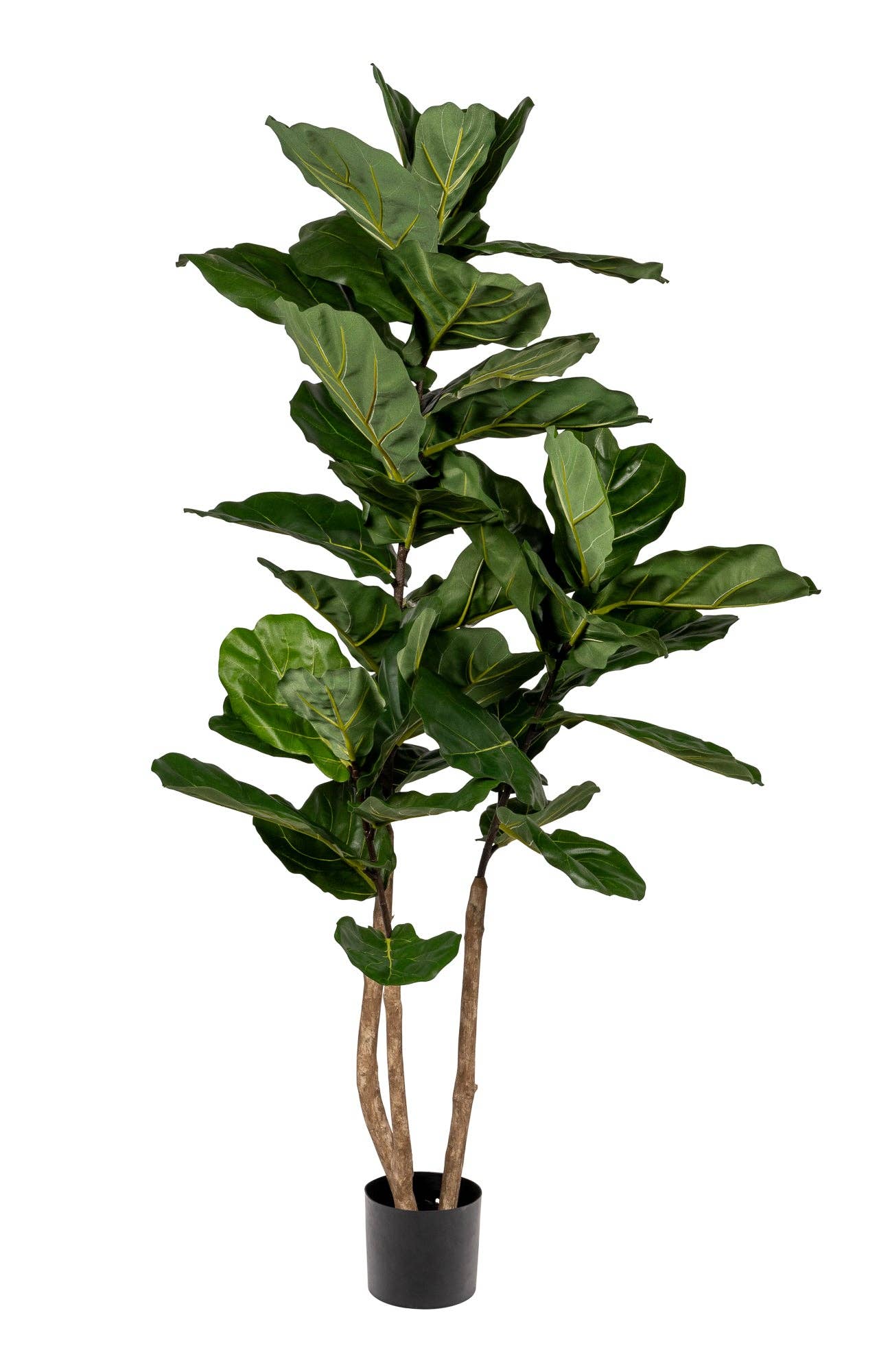 5’ Fiddle Leaf Fig Tree- UV Protected