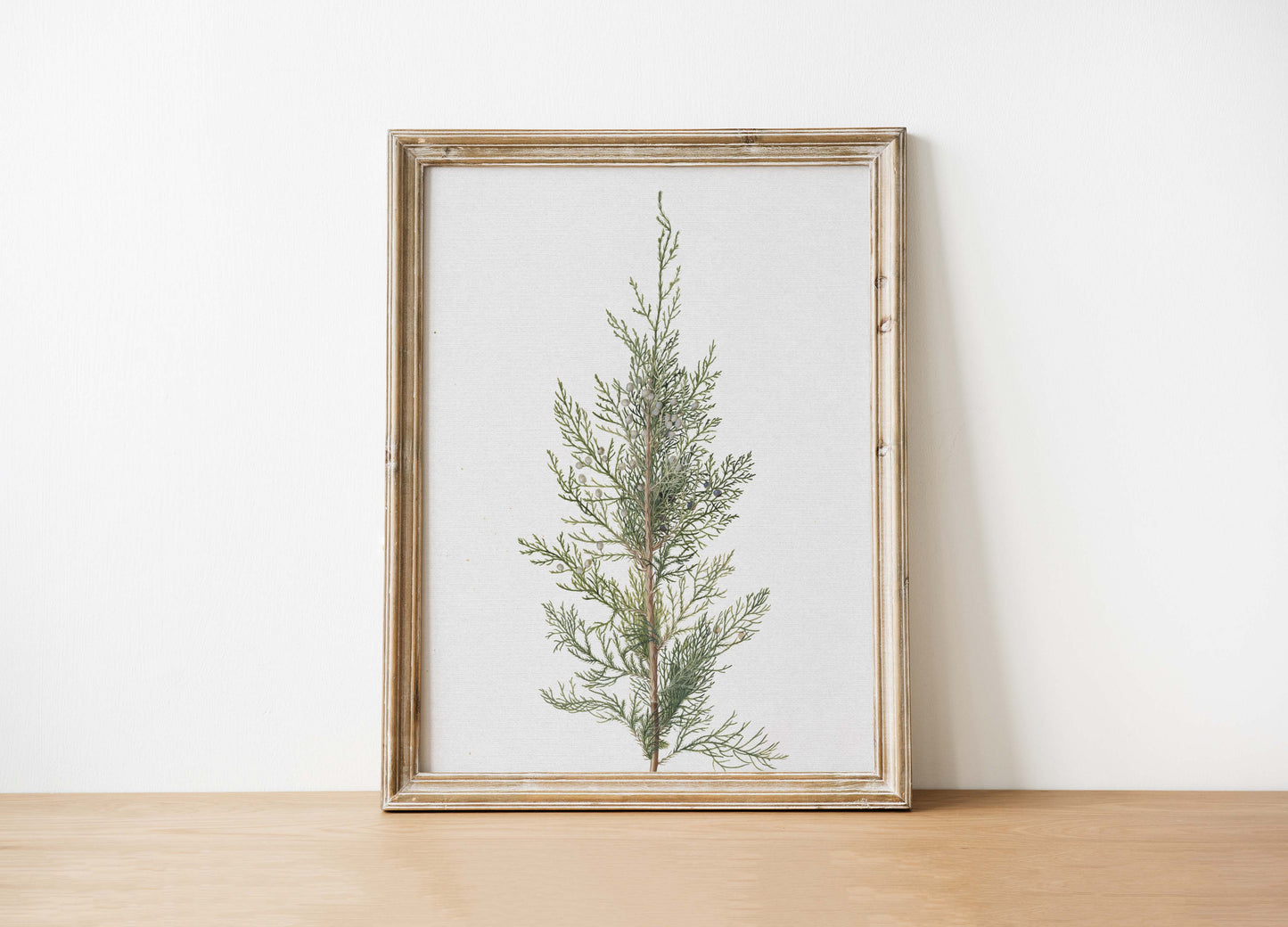 Juniper Art Print | Vintage Art