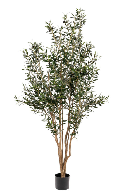 7' Olive Tree- UV Protected