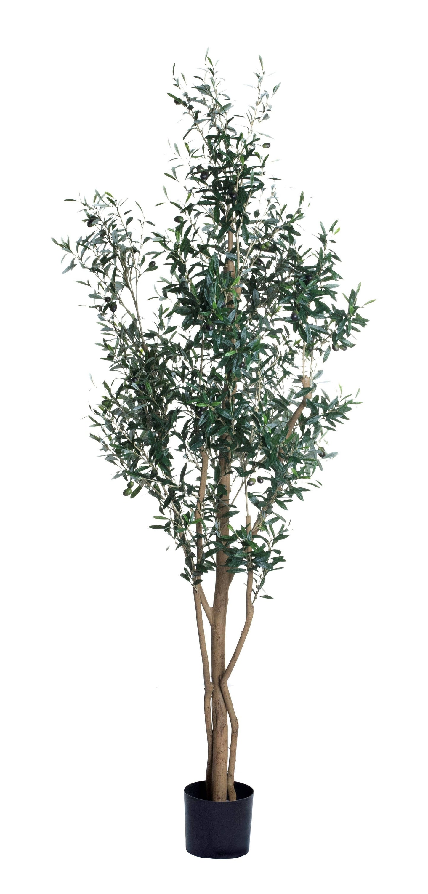 7'-5" Olive Tree