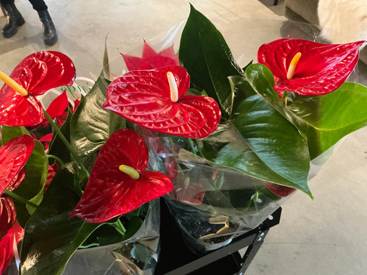 Anthurium