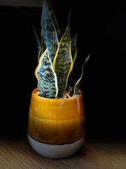 Potted snake plant