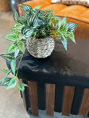 Trailing Ivy Plant