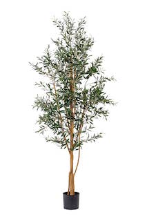 7.5' Olive Tree-No Olives