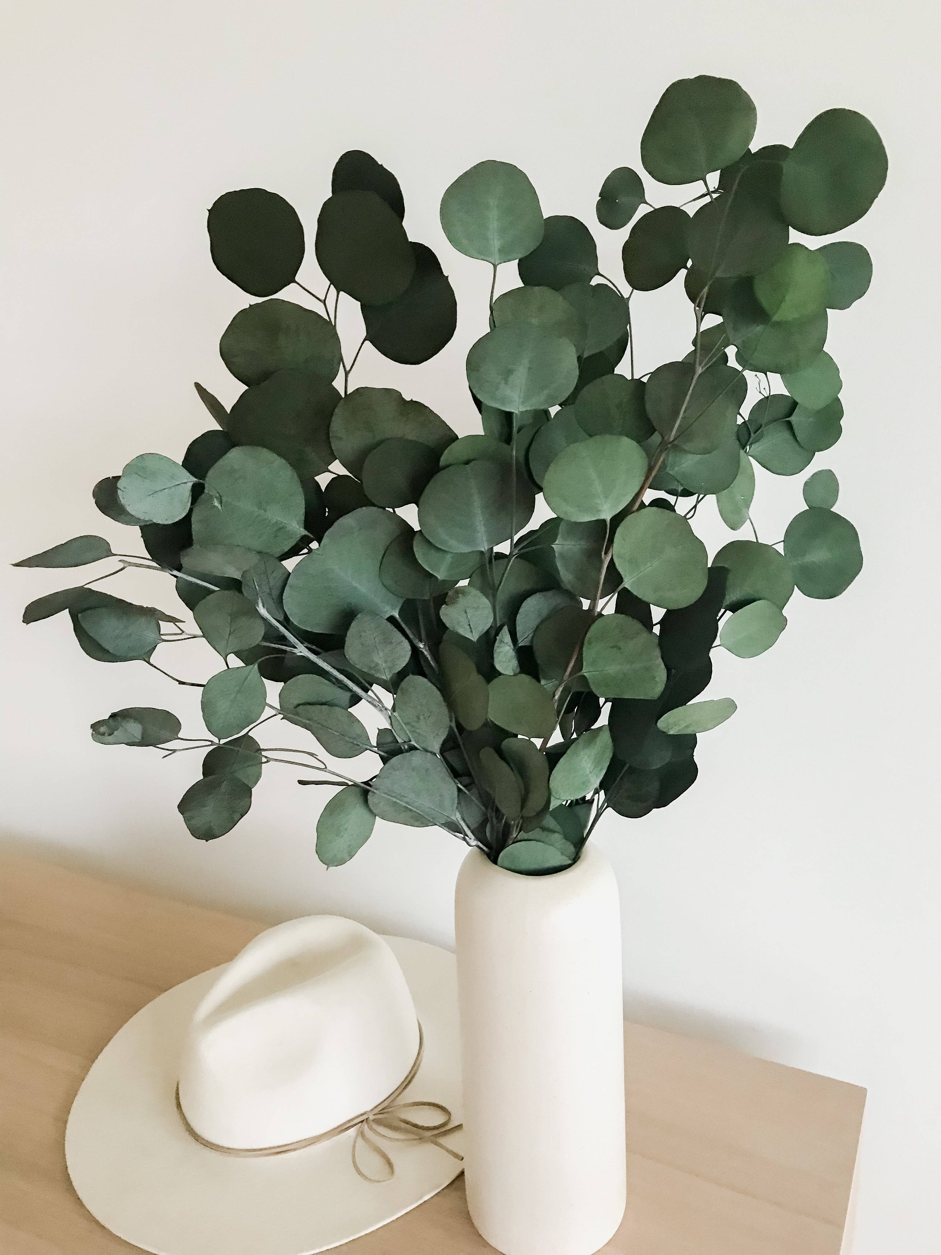 Preserved Silver Dollar Eucalyptus
