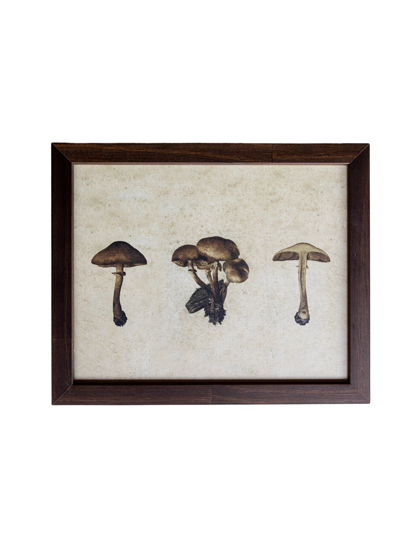 Button Mushrooms Hazelnut Framed Art