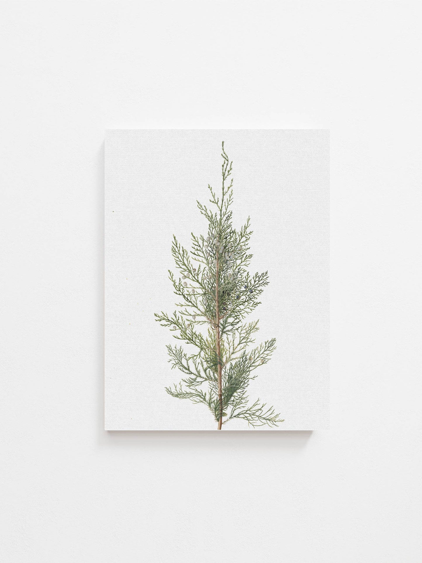 Juniper Art Print | Vintage Art